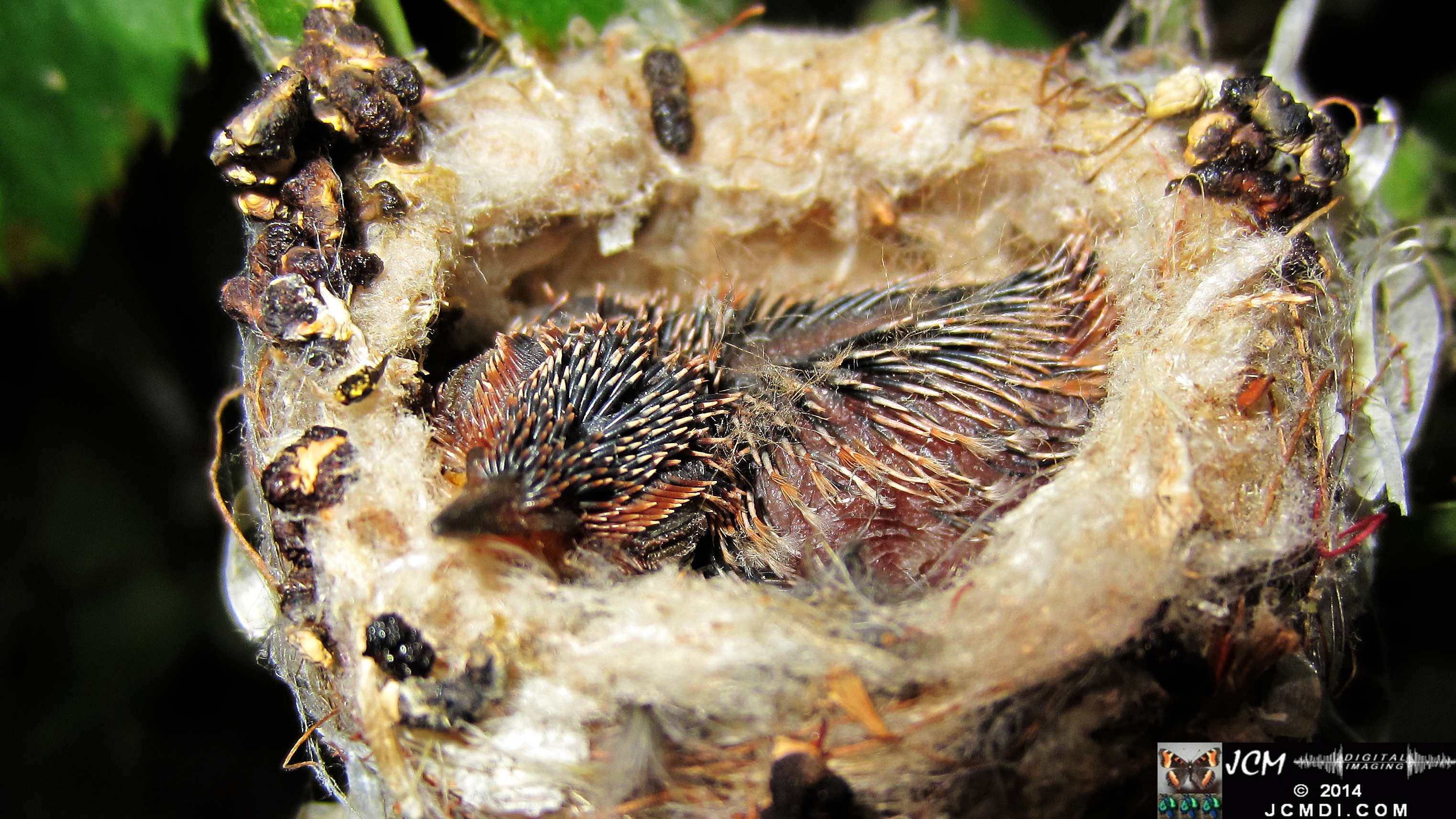 Allens Hummingbird Chick in Nest